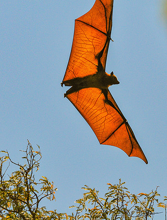 Flying Fox Fruit Bat