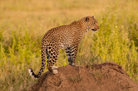 African Leopard and Other Cats