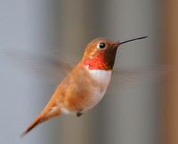 Hummingbirds