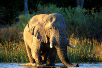 African Elephant