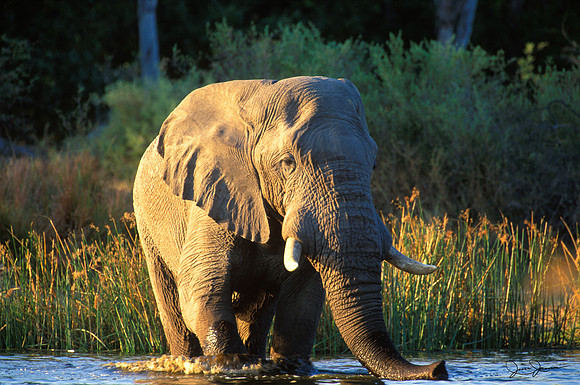 Bull Elephant @ Sunset