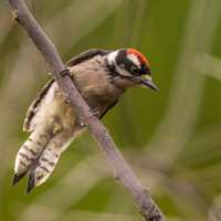 Woodpeckers, Sapsuckers, Flickers