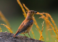 REJ_6585