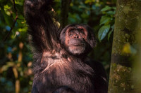 Mountain Gorillas, Chimpanzees