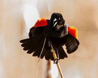 Songbirds I