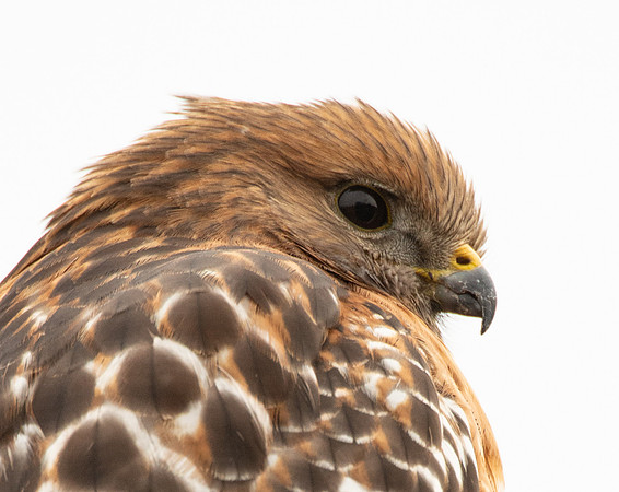 Red shouldered Hawk