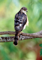 Juvie Coopers Hawk ca