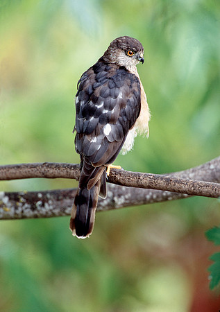 Juvie Coopers Hawk ca