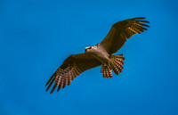 Osprey 12x18