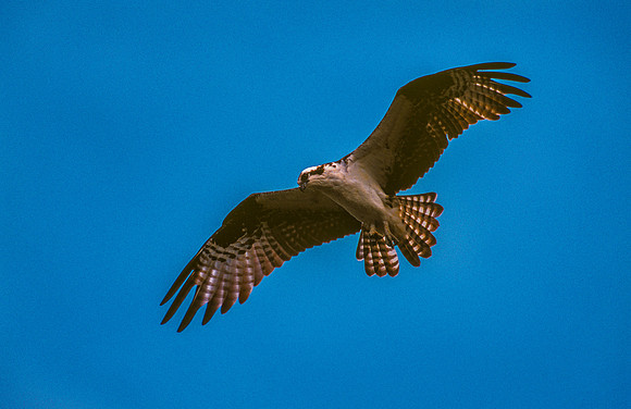 Osprey 12x18