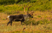 Alaska Wildlife