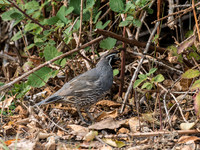 Game Birds