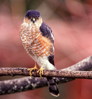 JamesJ35Cooper'sHawk